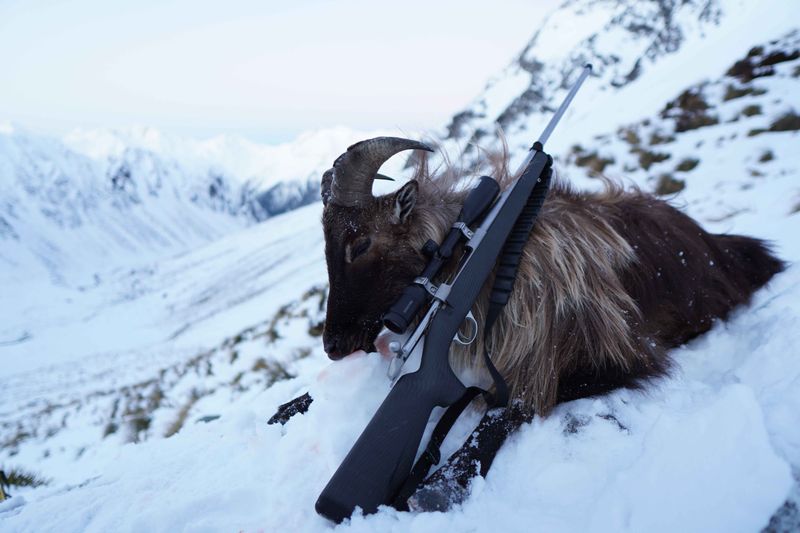 Image of a apline goat and rifle in the snow
