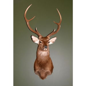 MTN Fallow/Sika Trophyhook